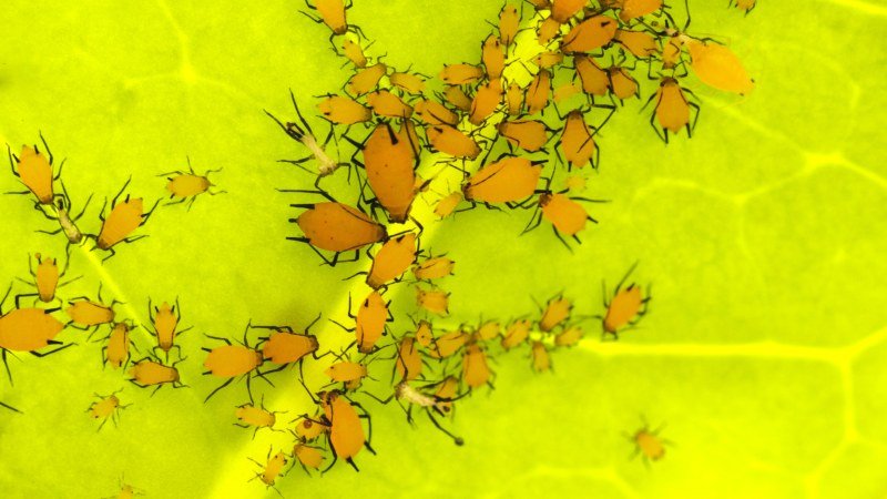 Pest Patterns